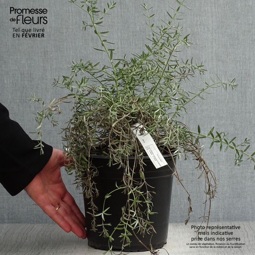 Westringia fruticosa Mundi 3L/4L pot sample as delivered in winter