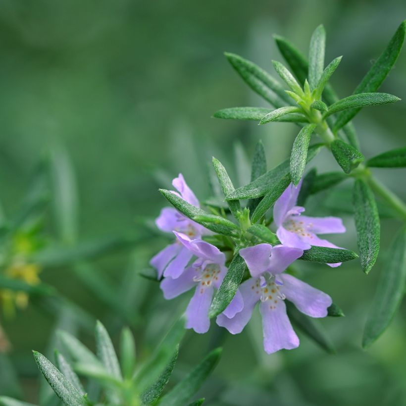 Westringia glabra (Foliage)