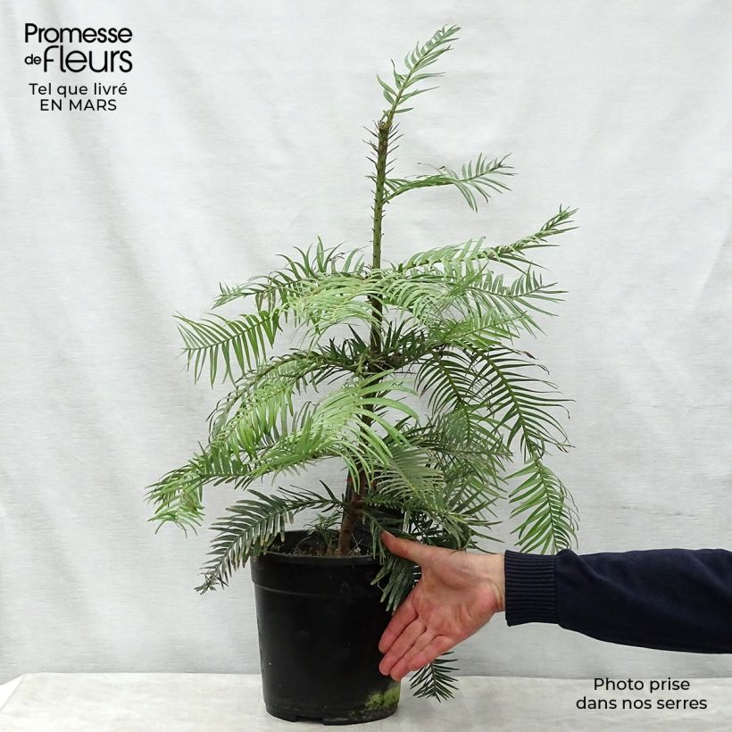 Wollemia nobilis 6L/7L pot sample as delivered in spring