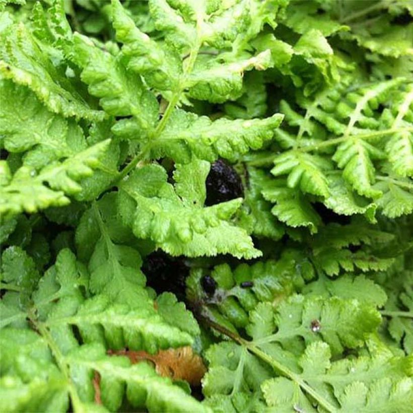 Woodsia obtusa (Foliage)