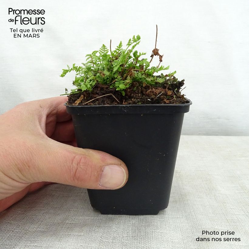 Woodsia obtusa  8/9 cm pot sample as delivered in spring