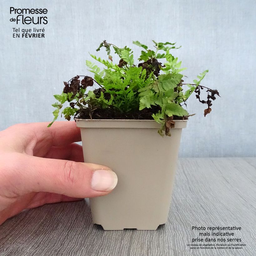 Woodsia obtusa  8/9 cm pot sample as delivered in winter