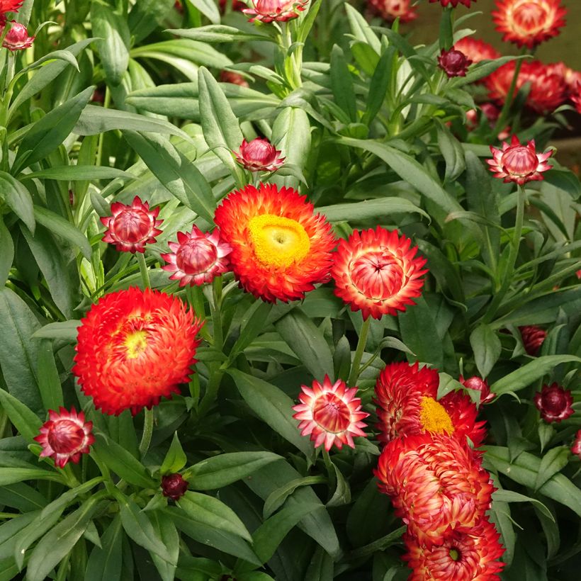 Xerochrysum bracteatum Granvia Red Flame (Flowering)