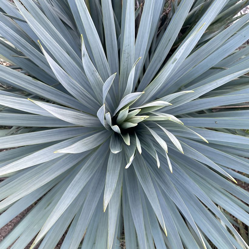 Yucca French Flag (Foliage)