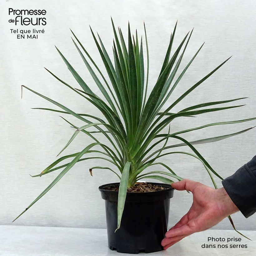 Yucca aloifolia 2L/3L pot sample as delivered in spring