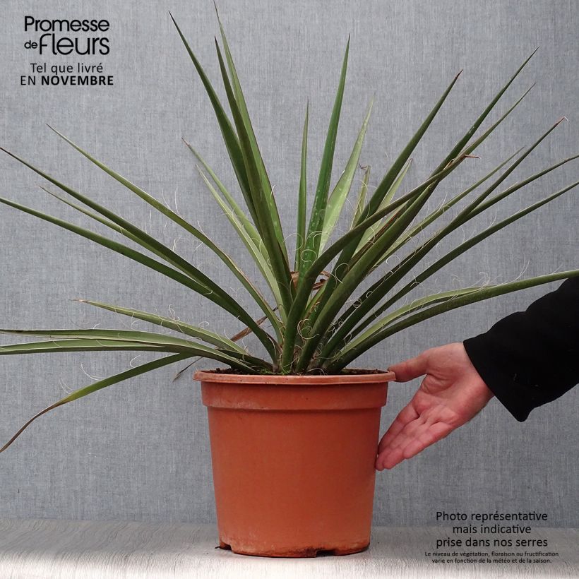 Yucca baccata 7.5L/10L pot sample as delivered in autumn