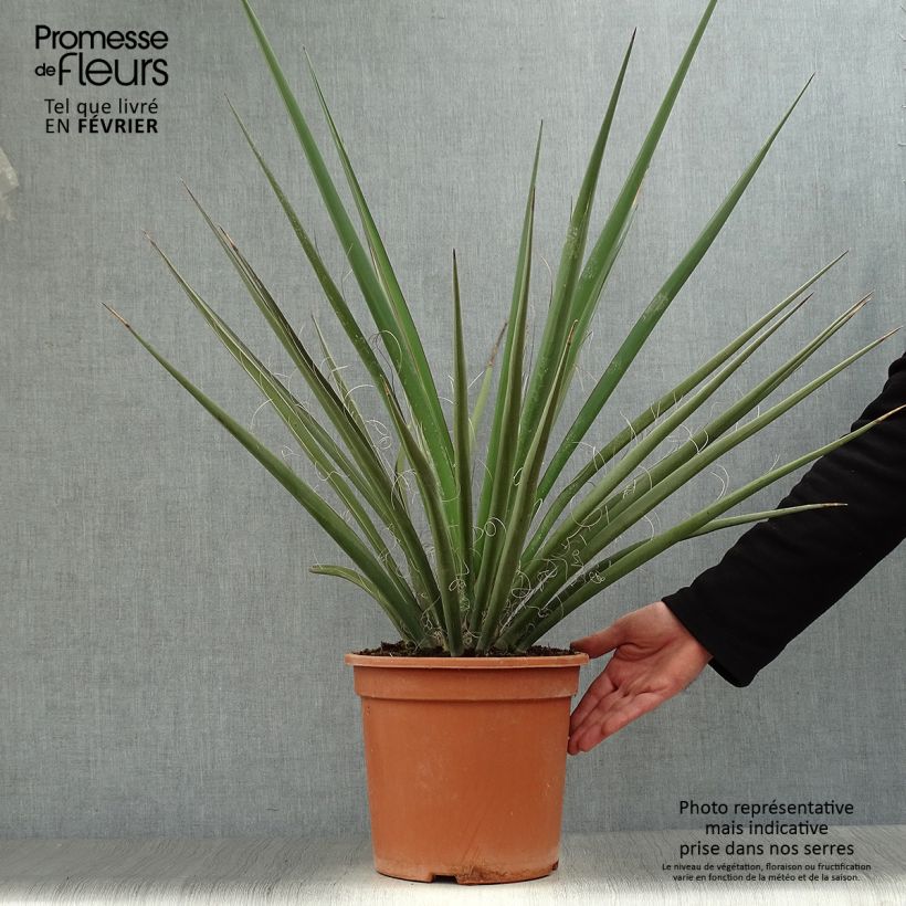 Yucca baccata 7.5L/10L pot sample as delivered in winter