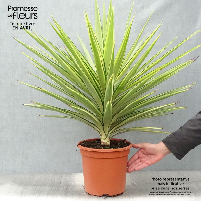 Yucca elephantipes Jewel 7.5L/10L pot sample as delivered in spring