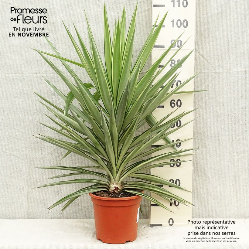 Yucca elephantipes Jewel 7.5L/10L pot sample as delivered in autumn