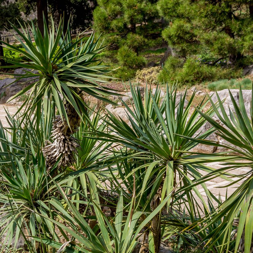 Yucca elephantipes (Foliage)