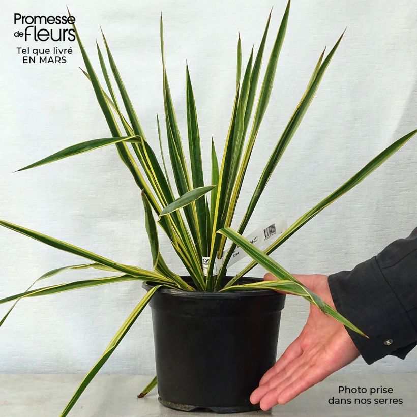 Yucca filamentosa Bright Edge 2L/3L pot sample as delivered in spring