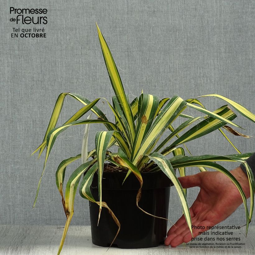 Yucca filamentosa Color Guard 2L/3L pot sample as delivered in autumn