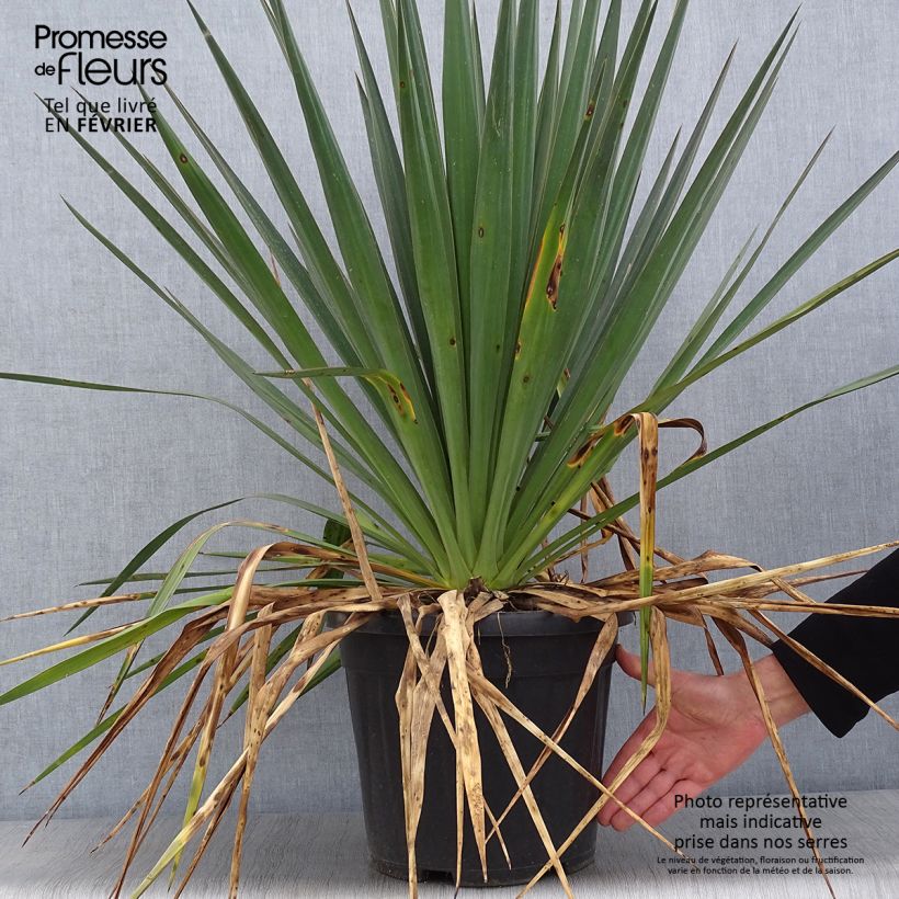 Yucca gloriosa - Spanish Dagger 7.5L/10L pot sample as delivered in winter