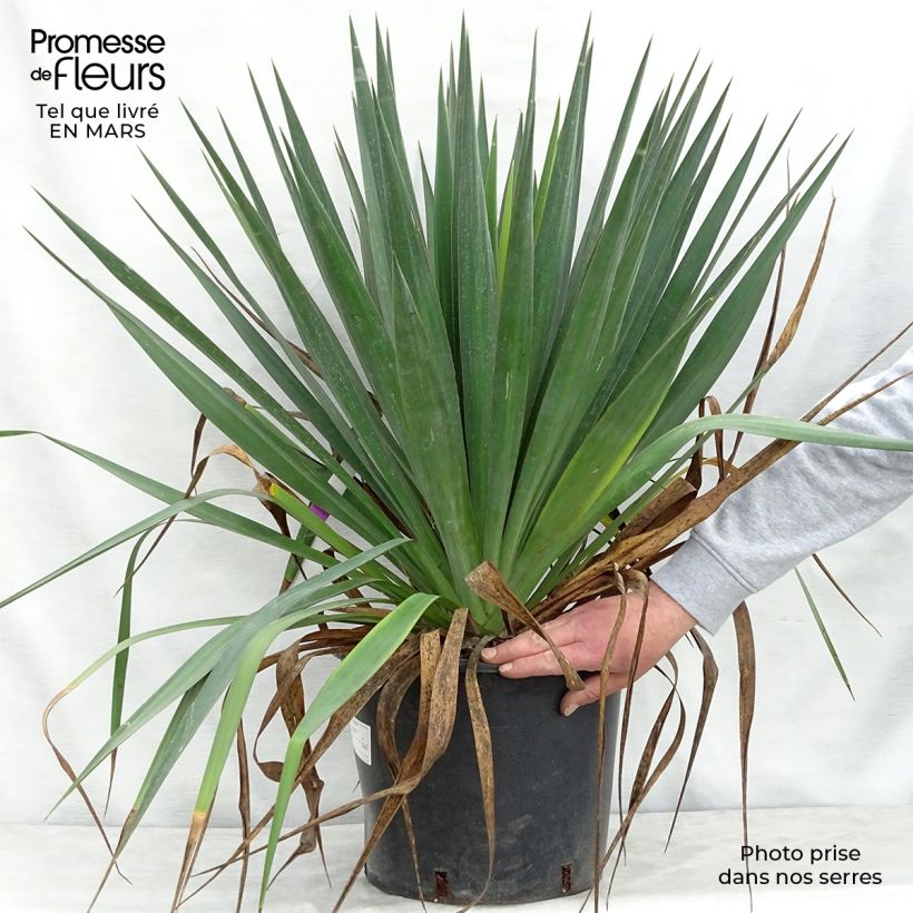 Yucca gloriosa - Spanish Dagger 7.5L/10L pot sample as delivered in spring
