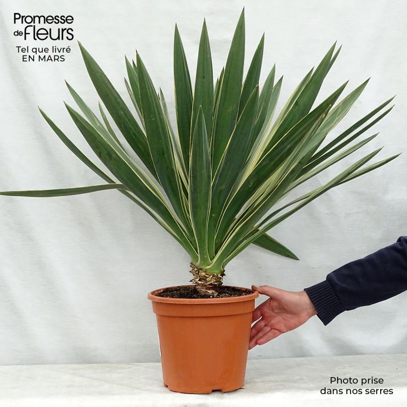 Yucca gloriosa Variegata - Spanish Dagger 4L/5L pot sample as delivered in spring
