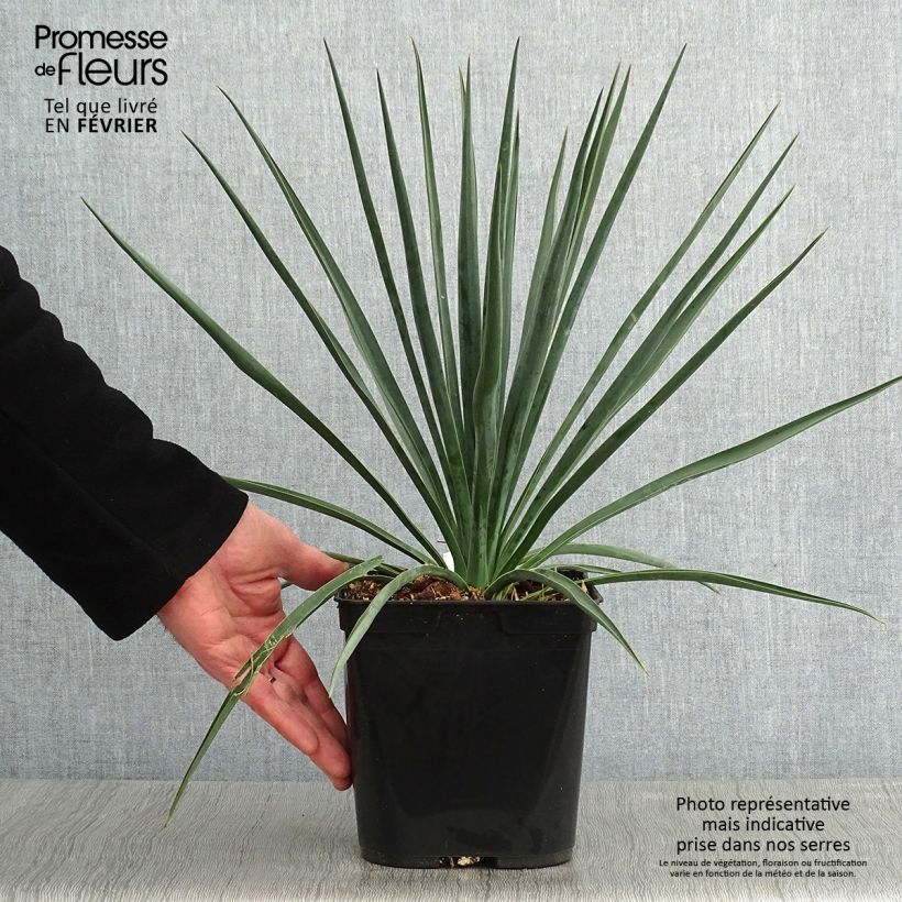 Yucca rigida Blue Sentry 3L/4L pot sample as delivered in winter