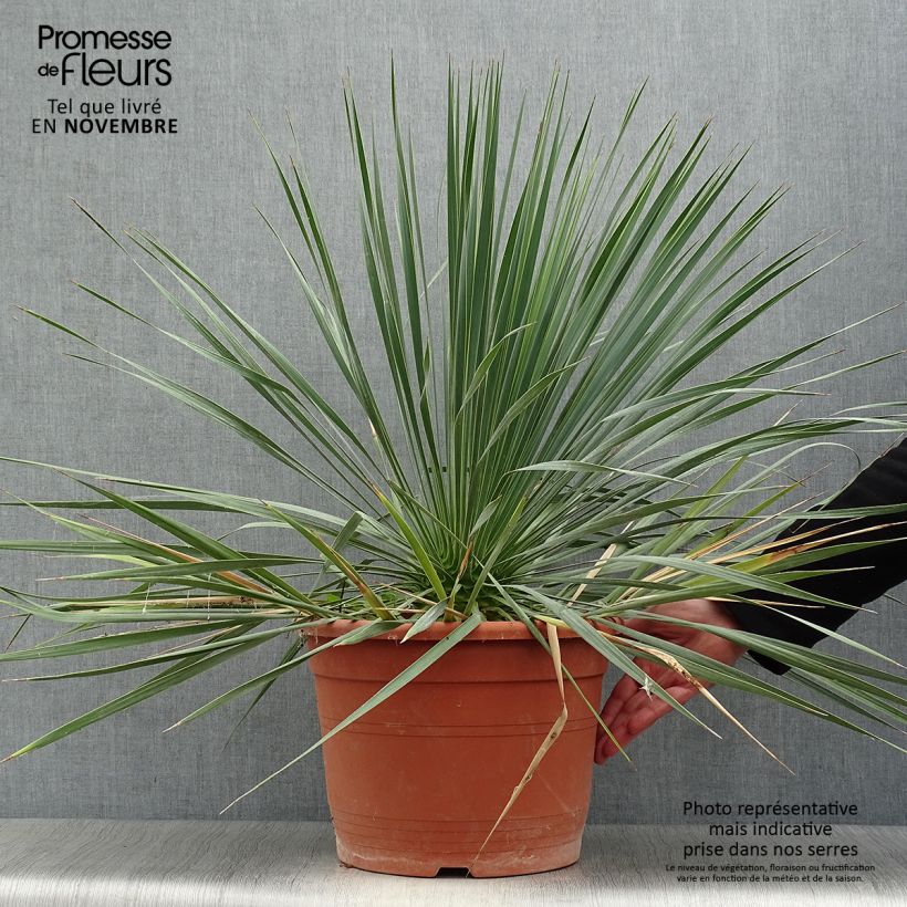 Yucca rostrata 7.5L/10L pot sample as delivered in autumn