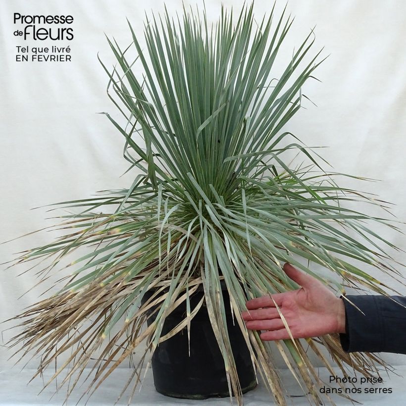 Yucca rostrata 7.5L/10L pot sample as delivered in winter
