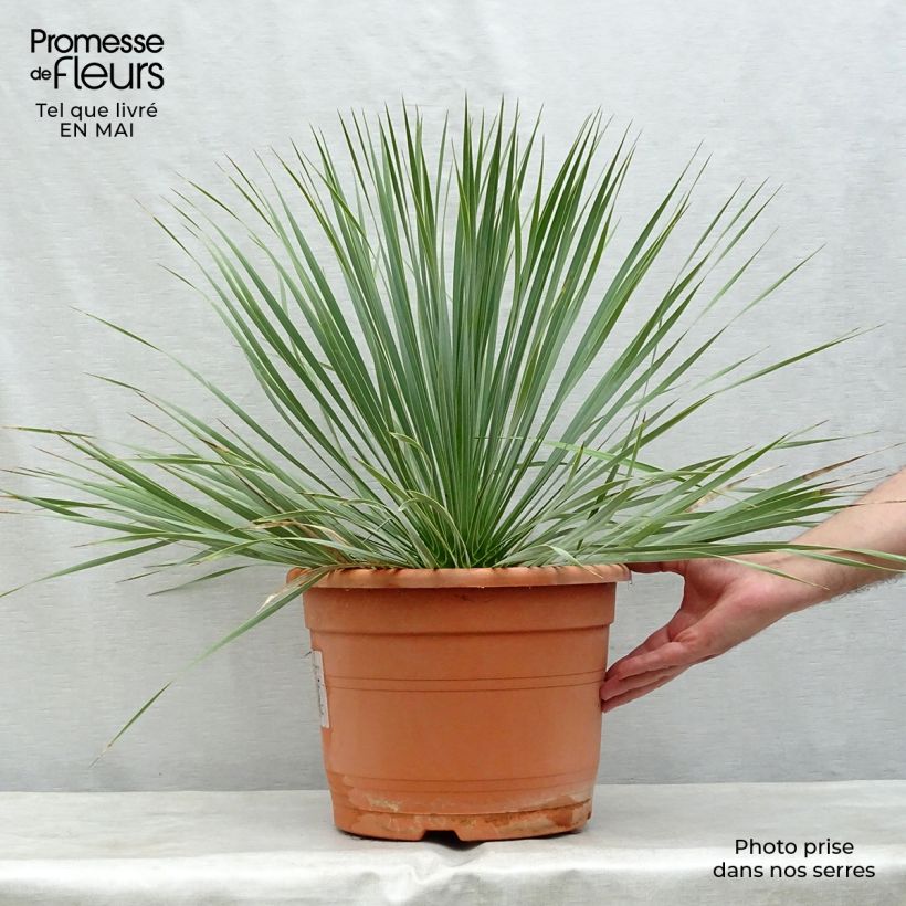 Yucca rostrata 7.5L/10L pot sample as delivered in spring