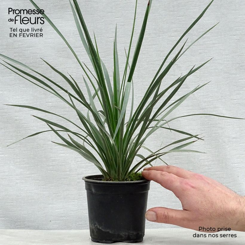Yucca whipplei 12cm pot sample as delivered in winter