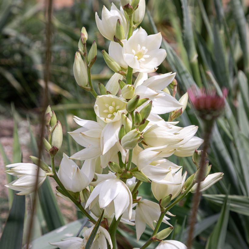 Yucca filamentosa (Flowering)