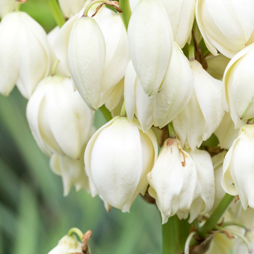 Yucca gloriosa - Spanish Dagger (Flowering)