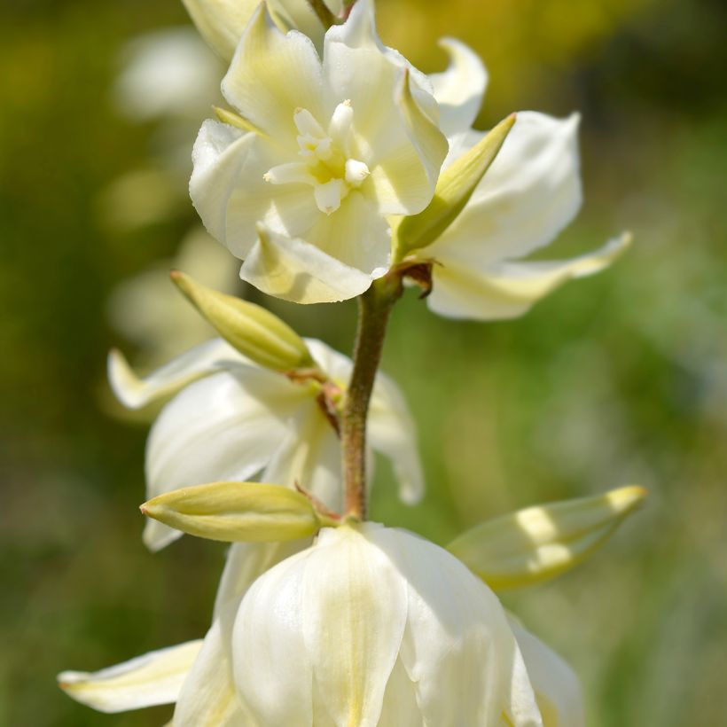 Yucca gloriosa Variegata - Spanish Dagger (Flowering)