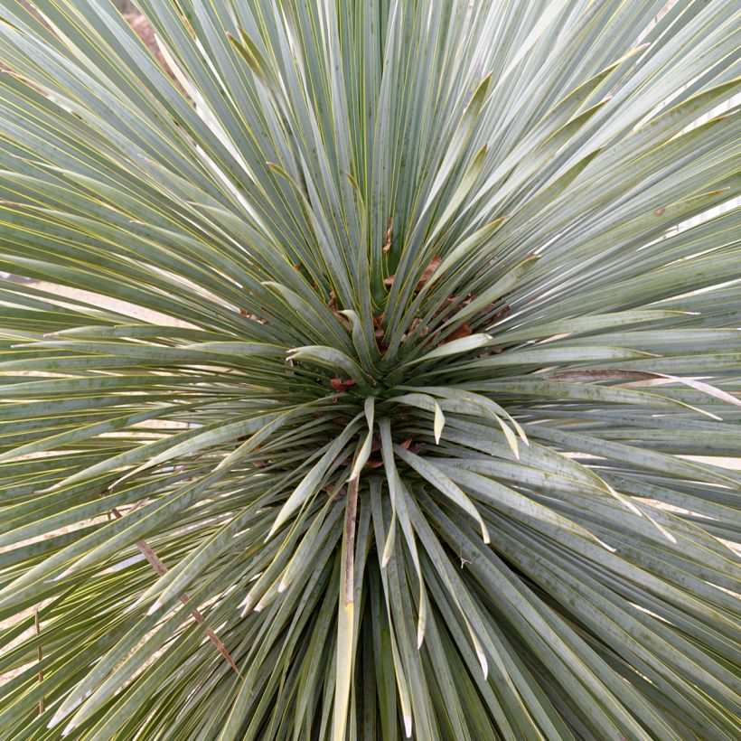 Yucca rostrata Sapphire Skies (Foliage)