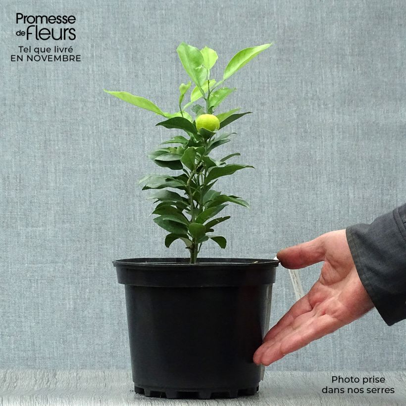 Yuzu - Citrus junos 2L/3L pot, Bush sample as delivered in autumn