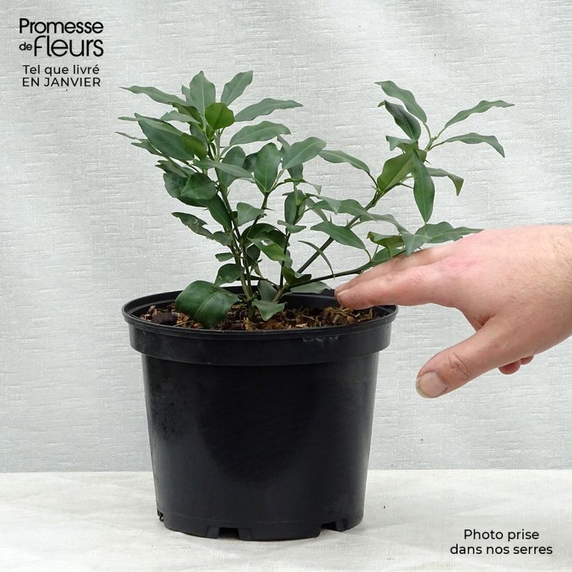 Yuzu - Citrus junos 2L/3L pot, Bush sample as delivered in winter
