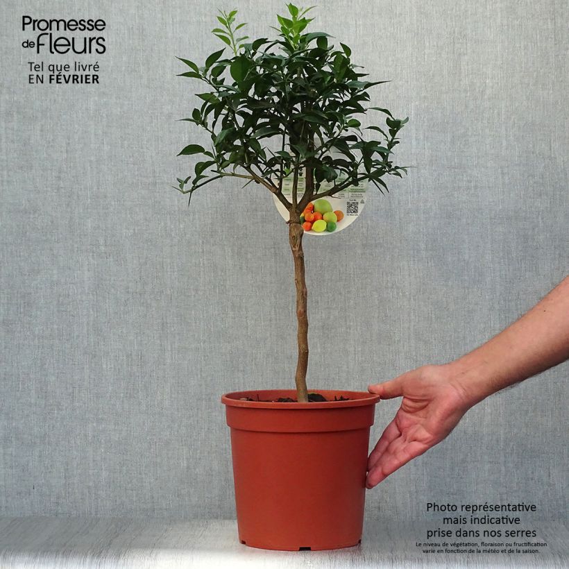 Yuzu - Citrus junos 4L/5L pot, Quarter standard sample as delivered in autumn