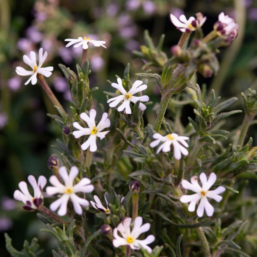 Zaluzianskya capensis Seeds - Midnight candy - Night phlox (Flowering)