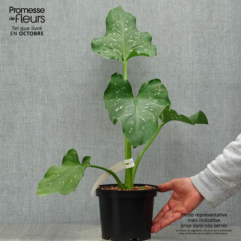Zantedeschia aethiopica Himalaya - Arum-lily 2L/3L pot sample as delivered in autumn