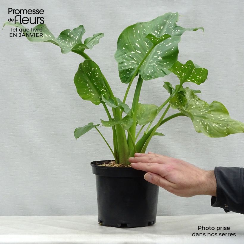 Zantedeschia aethiopica Himalaya - Arum-lily 2L/3L pot sample as delivered in winter