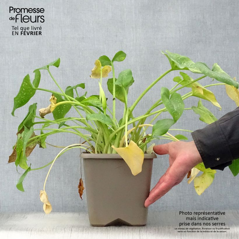 Zantedeschia aethiopica Prince Amaël 2L/3L pot sample as delivered in winter