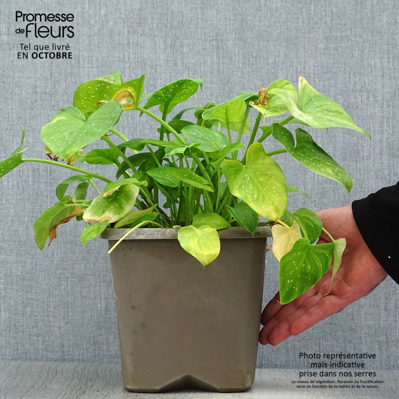 Zantedeschia aethiopica Prince Amaël 2L/3L pot sample as delivered in autumn
