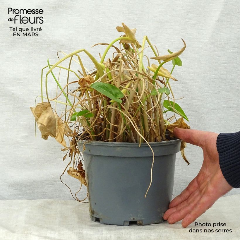 Zantedeschia aethiopica Prince Amaël 2L/3L pot sample as delivered in spring