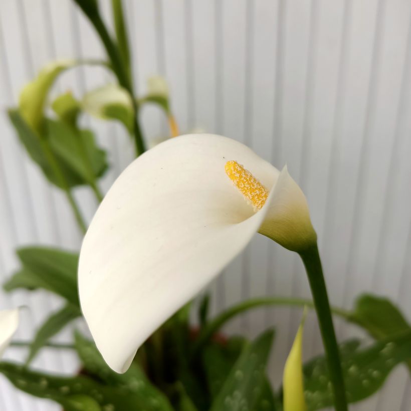 Zantedeschia aethiopica Scented Lady - Arum lily (Flowering)