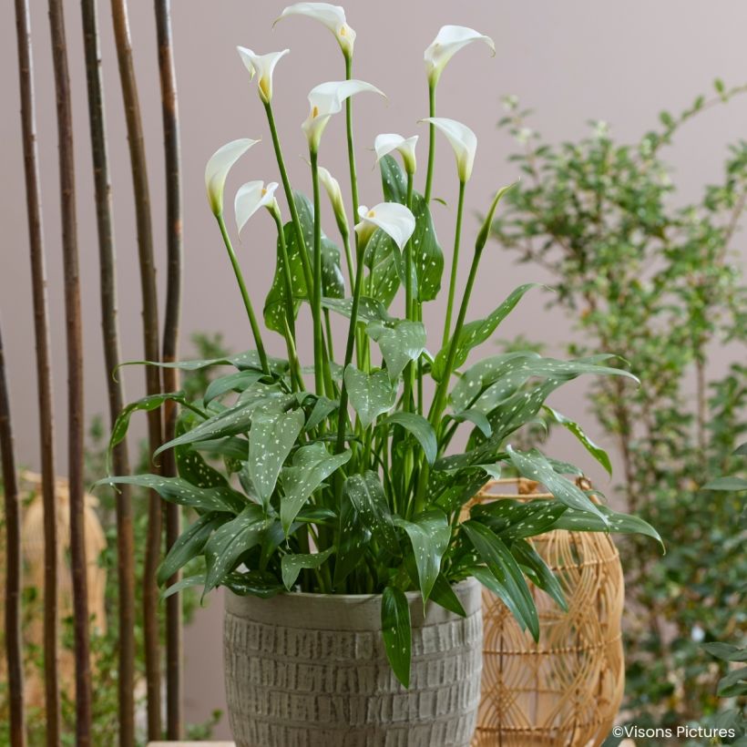 Zantedeschia aethiopica Scented Lady - Arum lily (Plant habit)
