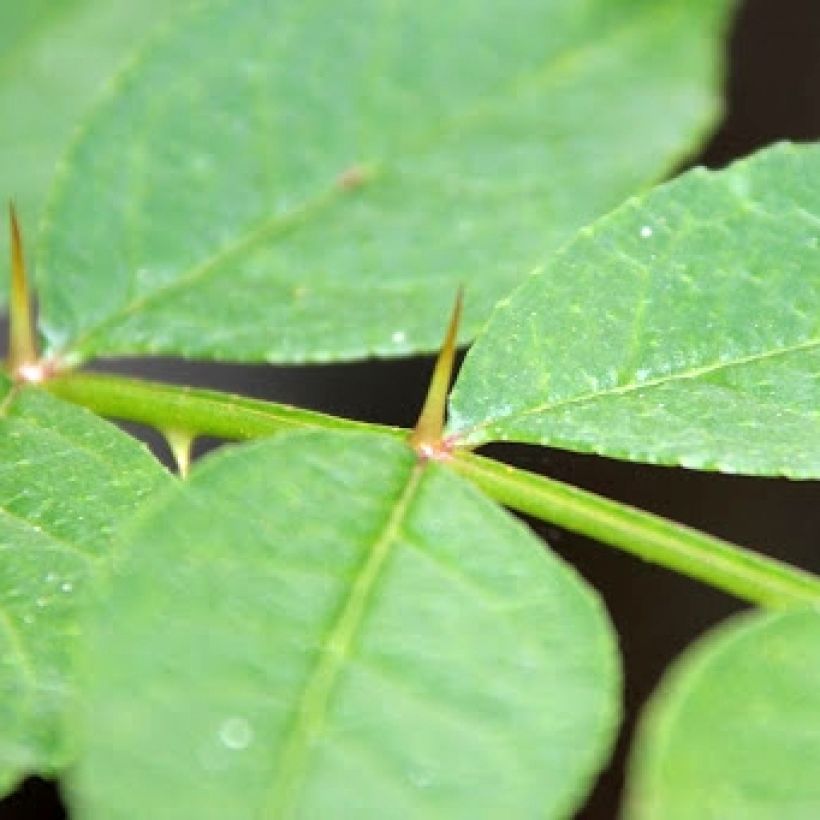 Zanthoxylum coreanum (Foliage)