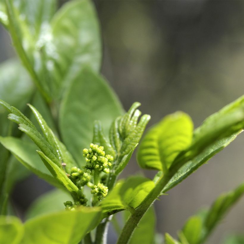 Zanthoxylum coreanum (Flowering)