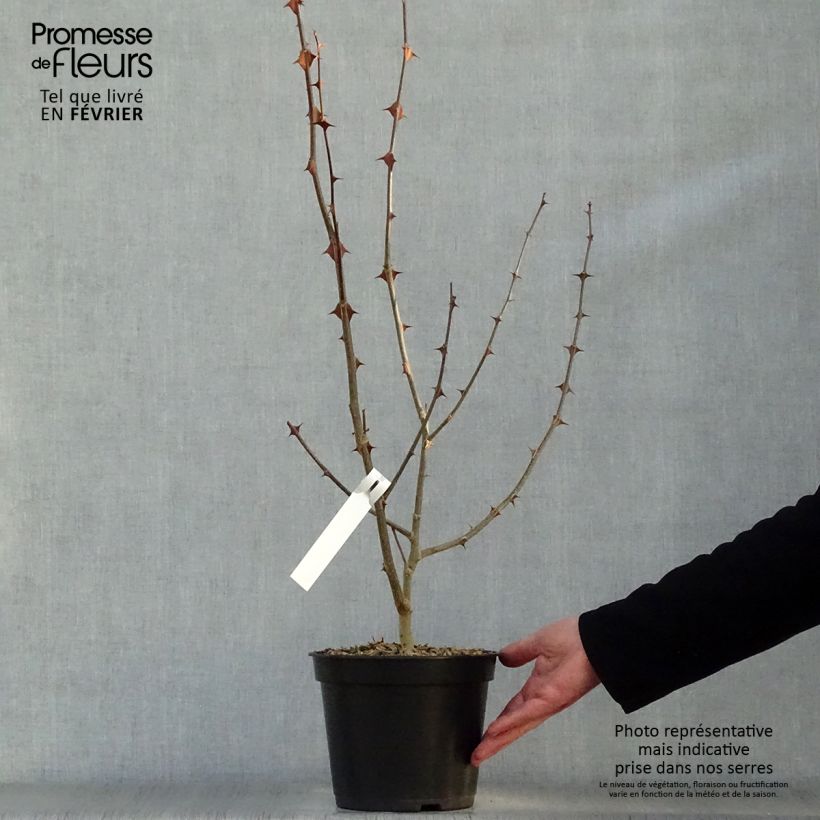 Zanthoxylum simulans 2L/3L pot sample as delivered in winter