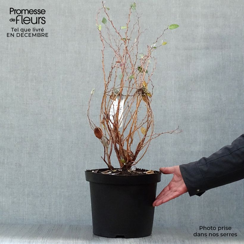 Zenobia pulverulenta Blue Sky 7.5L/10L pot sample as delivered in winter