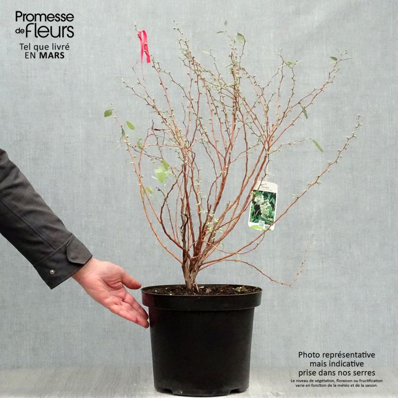 Zenobia pulverulenta Blue Sky 7.5L/10L pot sample as delivered in spring