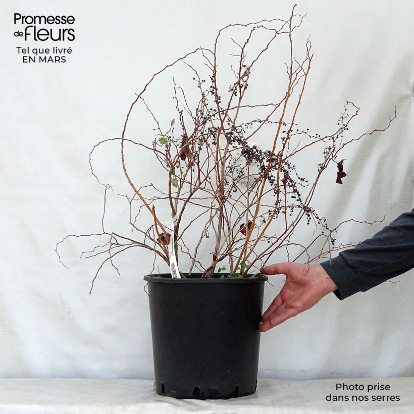 Zenobia pulverulenta Blue Sky 7.5L/10L pot sample as delivered in spring