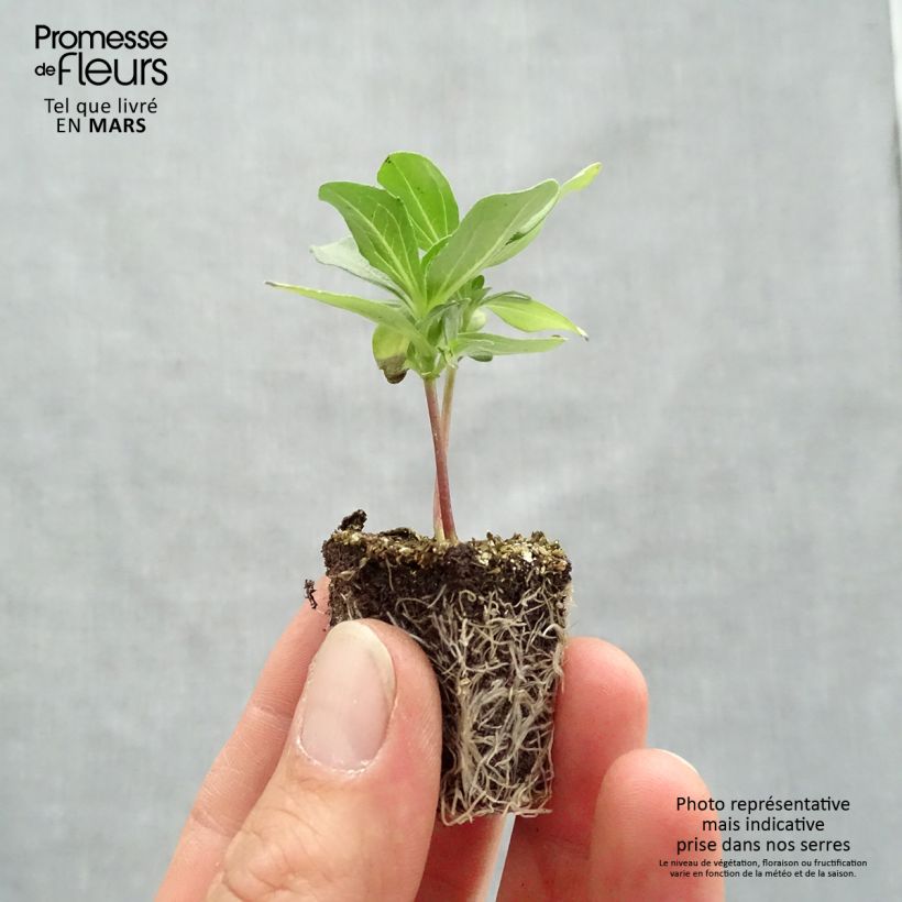 Zinnia Profusion Double Mix Plug plants 3.8 x 3.2cm - Tray of 16 sample as delivered in spring