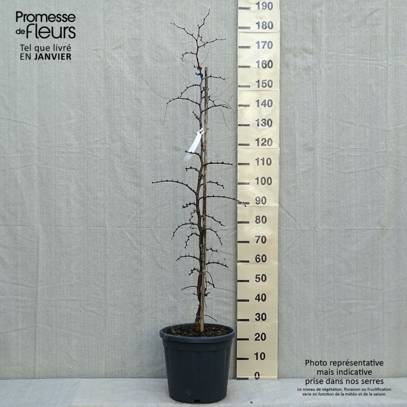 Ziziphus jujuba 7.5L/10L pot sample as delivered in winter