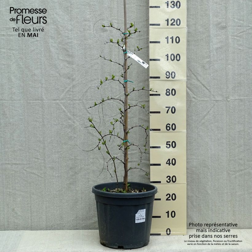 Ziziphus jujuba 7.5L/10L pot sample as delivered in spring