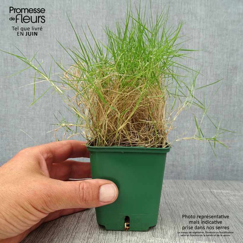 Zoysia tenuifolia 8/9 cm pot sample as delivered in summer