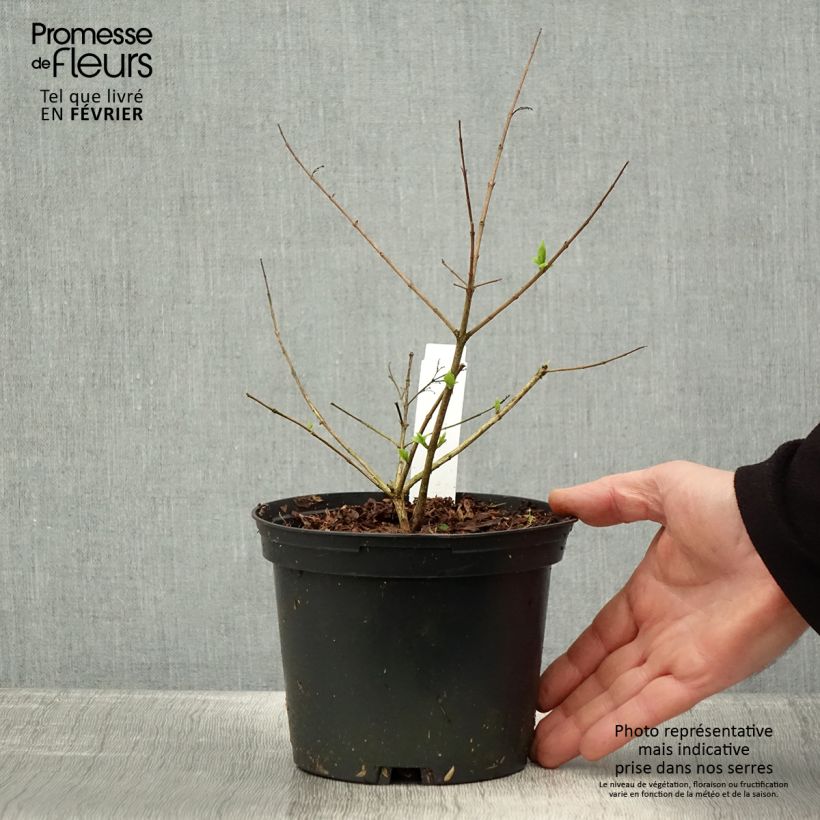 Abelia chinensis 2L/3L pot sample as delivered in winter